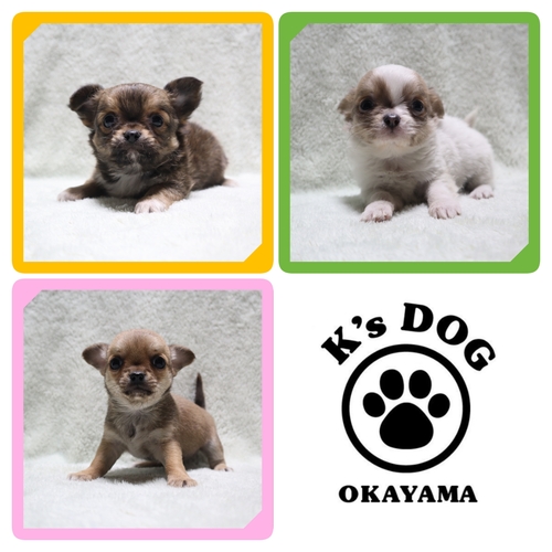 �`���� ���̔̔��E���n 28721 �������O�j�̎q�E�X���[�X���̎q��