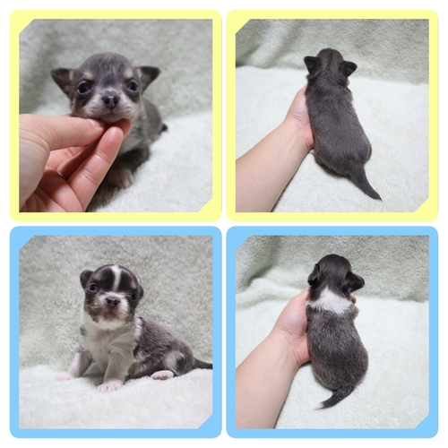 �`���� ���̔̔��E���n 28722 ���u���[�^�����z���C�g�j�̎q�E���̎q��