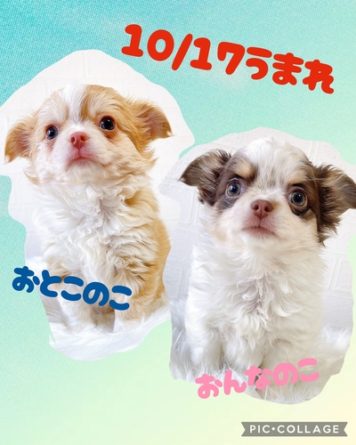 �������C�Ȏq�B�ł�(*^^*) ���̔̔� 28725