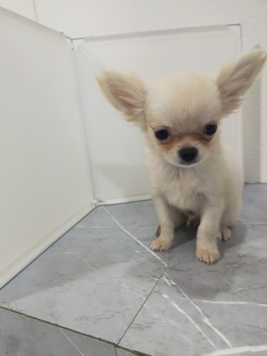 �`���� ���̔̔��E���n 28729 �����O�j�̎q