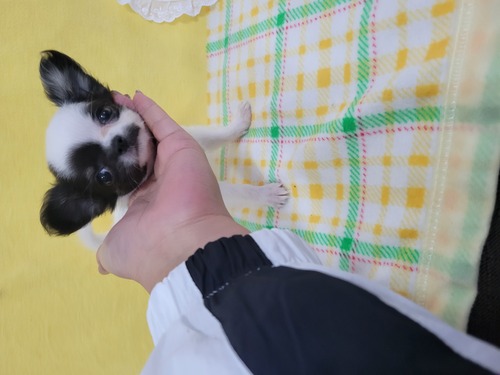 �`���� ���̔̔��E���n 28731 �Ƃ��Ă����I�ȕ��ł��т������̎q�A