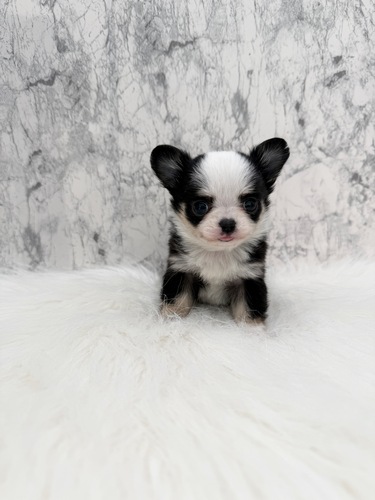 �`���� ���̔̔��E���n 28735 ���}�����z�B380���̂��`�r�����B