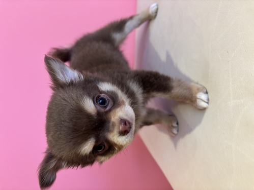 �`���� ���̔̔��E���n 28742 �`���R���[�g�^�����z���C�g�j�̎q