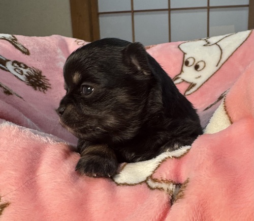 チワワ 犬の販売・譲渡 28747 甘えん坊な ひとりっ子