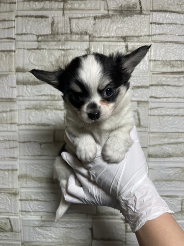 チワワ 犬の販売・譲渡 28748 ホワイトブラックタン男の子