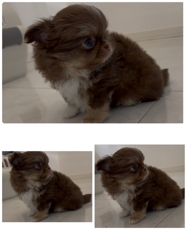 チワワ 犬の販売・譲渡 28750 良血統スペシャル!