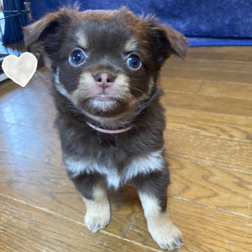 チワワ 犬の販売・譲渡 28752 チョコタン女の子