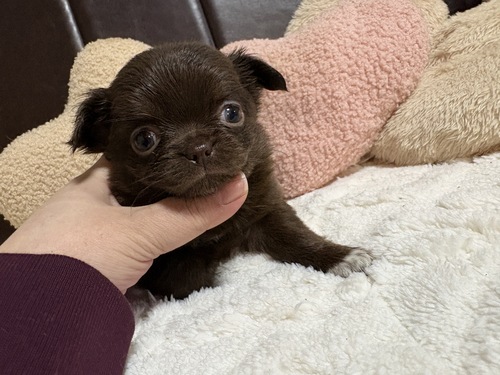 �`���� ���̔̔��E���n 28753 �}�Y���Z���Z���̃N�}�����A�ǌ���