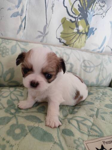 �`���� ���̔̔��E���n 28755 15�� �z���C�g���u���E�������O�`�����e��