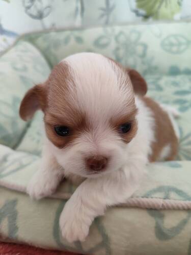 �`���� ���̔̔��E���n 28757 12���j�̎q�@�z���C�g���u���E�������O�`�����e��