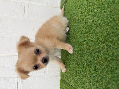 �`���� ���̔̔��E���n 28767 �����Ɗ��Y���D�������i�̒j�̎q