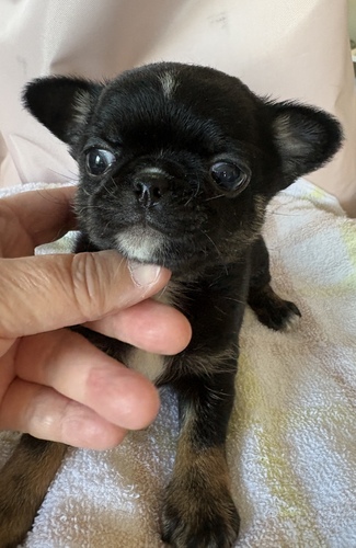 �`���� ���̔̔��E���n 28770 �X���[�X�`�����̒j�̎q�I