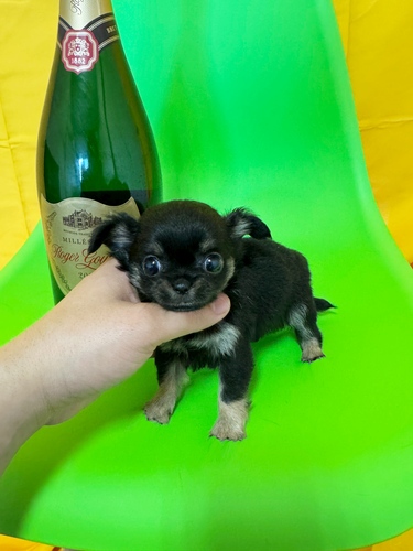 チワワ 犬の販売・譲渡 28771 極小ロイヤルチワワロングコートオス♡