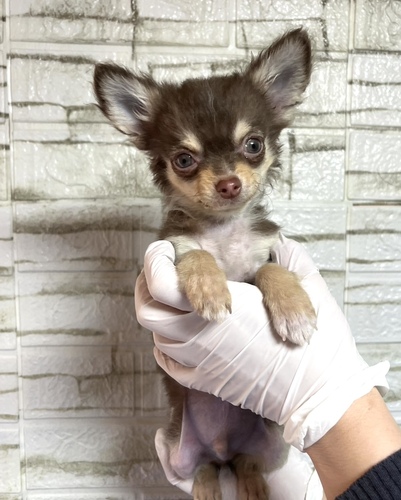 チワワ 犬の販売・譲渡 28772 チョコレートタンホワイト男の子