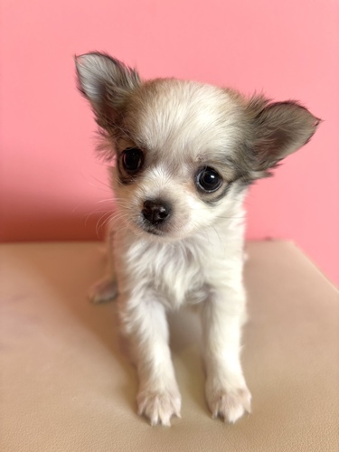 チワワ 犬の販売・譲渡 28773 フォーンホワイト