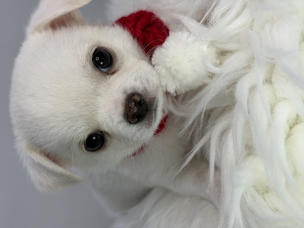 チワワ 犬の販売・譲渡 28775 20260117生れホワイトのスムースのおとこのこ 0311