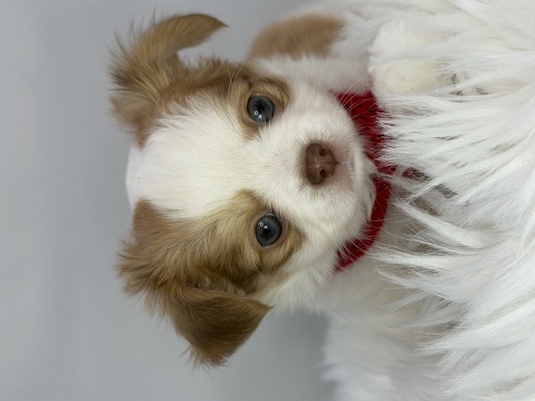 チワワ 犬の販売・譲渡 28776 かわいいホワイト・レッドのおとこのこ 0312