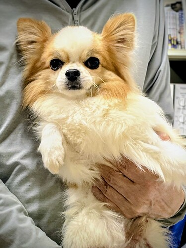 �`���� ���̔̔��E���n 28779 �y�����z���b�h���z���C�g�̒j�̎q