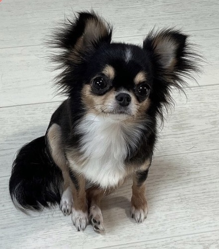 �`���� ���̔̔��E���n 28781 3�΁@���̎q�@�`����  �t���[����\