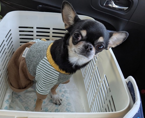 �`���� ���̔̔��E���n 28782 �X���[�X�`�����@�����̏��̎q