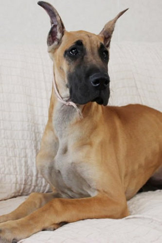 新しい家族が決まりました。 犬の販売 1467