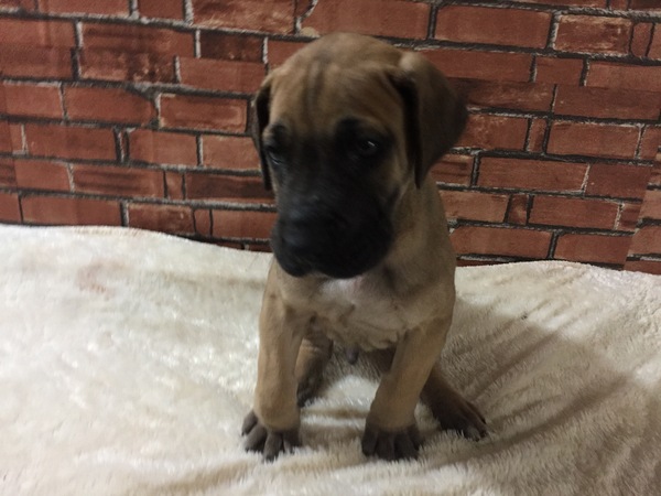 アメリカ系フォーンの男の子 犬の販売 1475