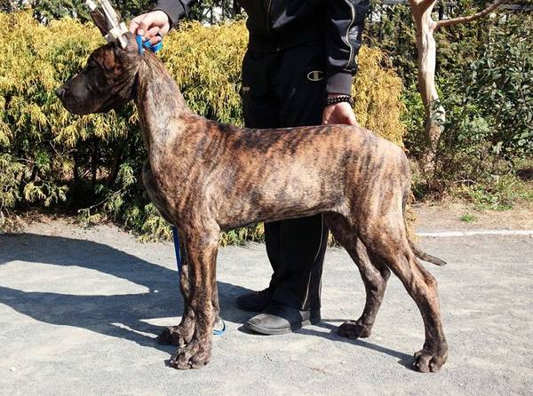 冷凍精液USAチャンピオンの直仔! 犬の販売 1479