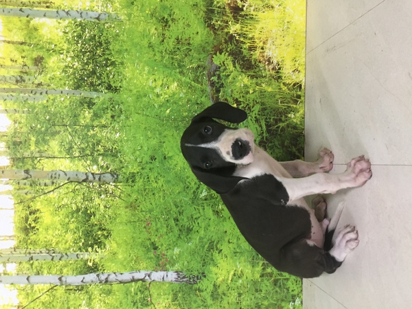 ブラック系のデンチビちゃん 犬の販売 1501