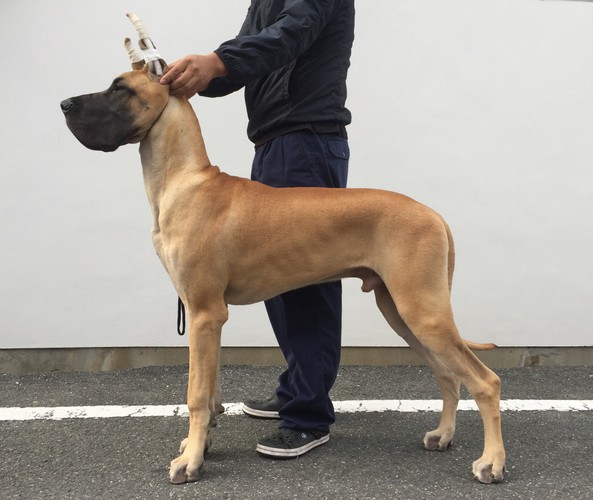 アメリカチャンピオン×2年連続NO.1 犬の販売 1509
