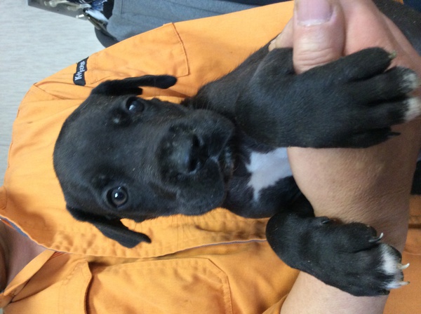 可愛い男の子 犬の販売 1525