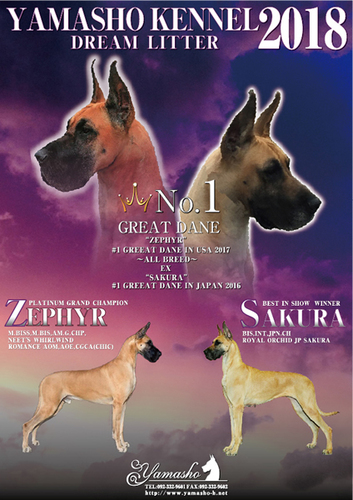 ☆夢のグレートデン誕生しました☆ 犬の販売 1550