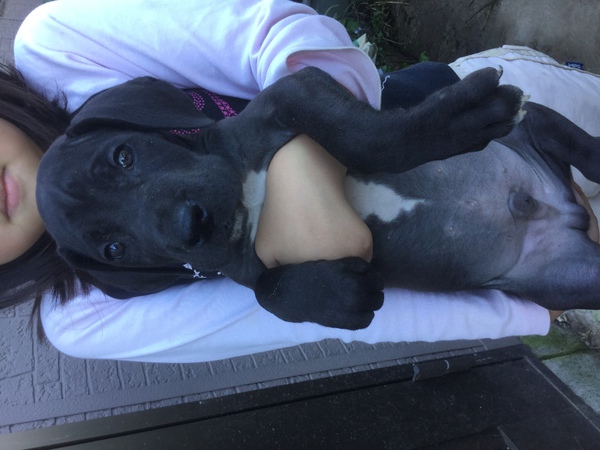 ブラックの男の子 犬の販売 1557