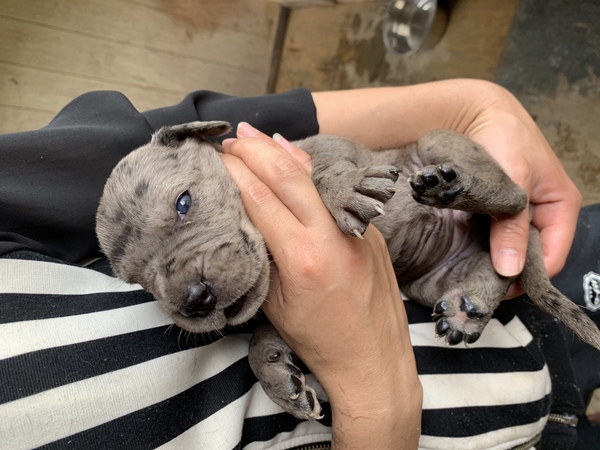 グレートデーンの赤ちゃん産まれてます 犬の販売 1598