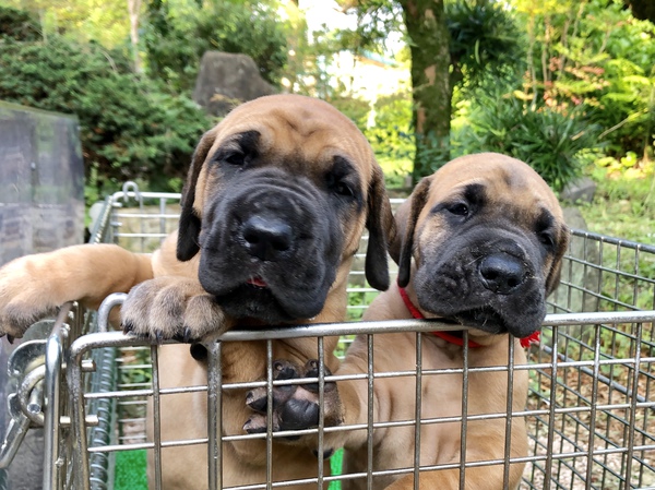 優良血統の可愛い子犬が生まれました! 犬の販売 1600