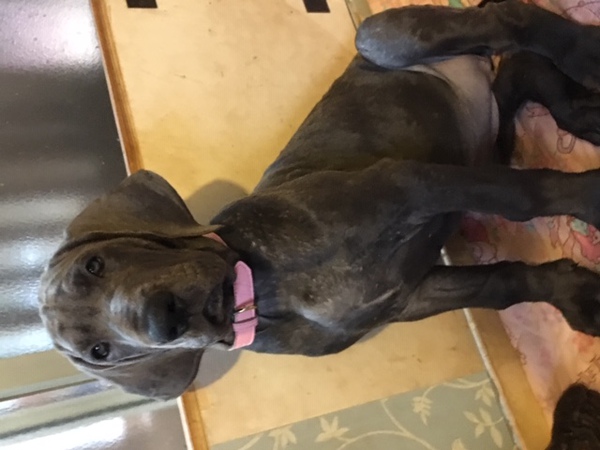 希少なブルーデン、元気な女の仔です! 犬の販売 1622