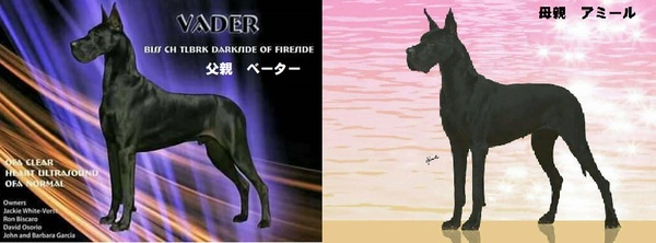 優良血統の子がうまれました 犬の販売 1650