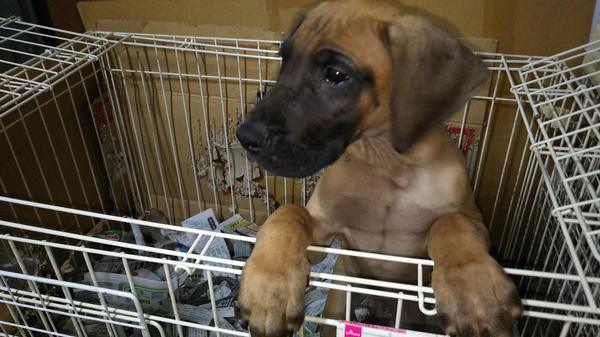 格安で有償里親募集致します 犬の販売 1653