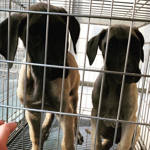 販売終了 犬の販売 1654