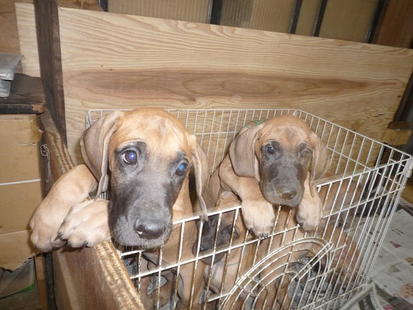 米系フォーンの仔犬 犬の販売 1663