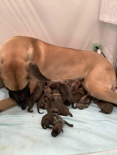 E Denの子犬が産まれました No 1669 グレート デーン 犬の出産情報 子犬販売 Dogoo Com E Denの子犬が産まれました No 1669 グレート デーン 犬の出産情報 子犬販売 Dogoo Com