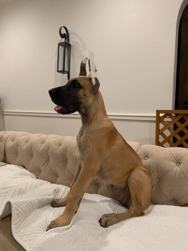 両親共にJKCチャンピオンから生まれました! 犬の販売 1681