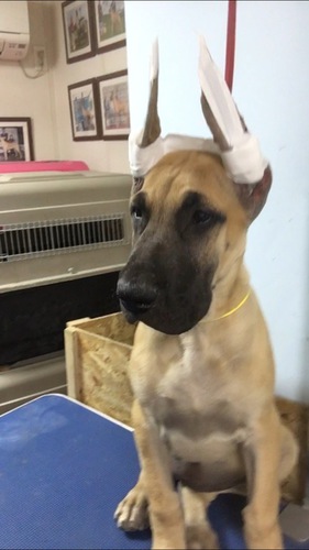 ★優良血統の可愛い子★ 犬の販売 1721