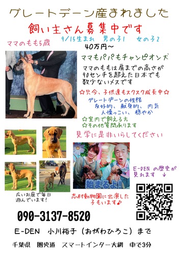 すべて、お家が決まりました 犬の販売 1730