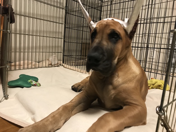 かわいいフォーンの男の子です。 犬の販売 1736