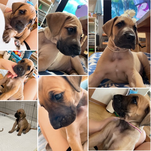 優良血統!自慢の子です☆彡 犬の販売 1739
