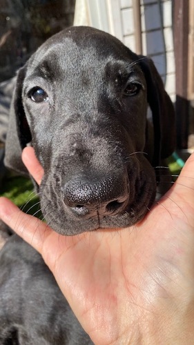 外産直子 ブラックグレートデン 犬の販売 1818