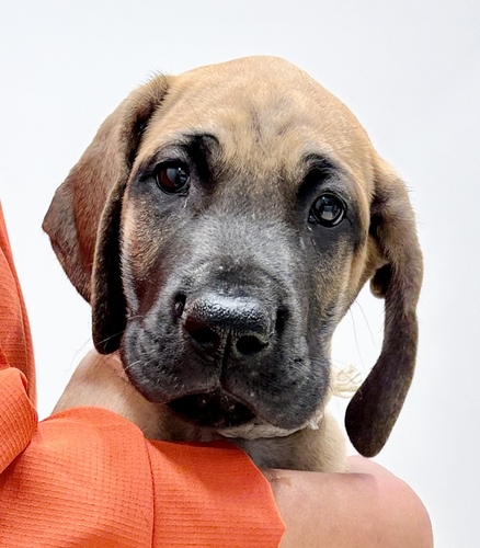 グレート・デーン 犬の販売・譲渡 1821 優良血統 可愛いお顔のフォーンの女の子