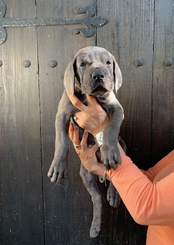グレート・デーン 犬の販売・譲渡 1823 希少カラーのブルーグレートデーンです。