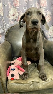 グレート・デーン 犬の販売・譲渡 1824 希少カラーのブルーグレートデンです