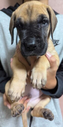 ありがとうございました 犬の販売 1844